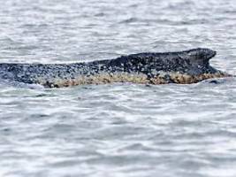 Es geht ihm schlecht: Atemfrequenz des Buckelwals vor Wismar ist reduziert